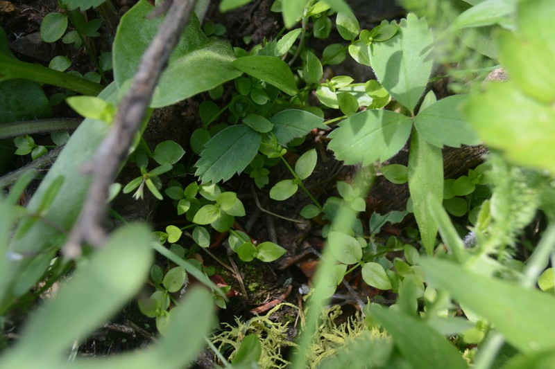 Rocky Mountain Chickweed photo 2