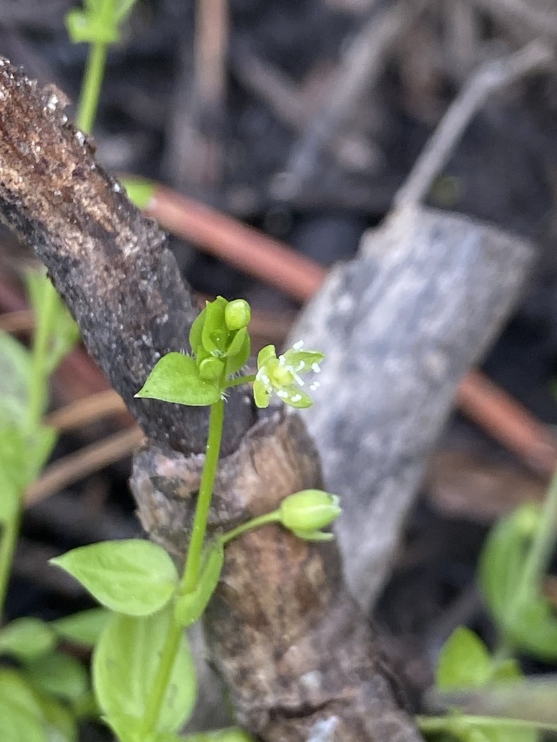 Rocky Mountain Chickweed photo 3
