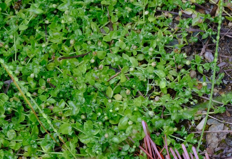 Rocky Mountain Chickweed photo 4