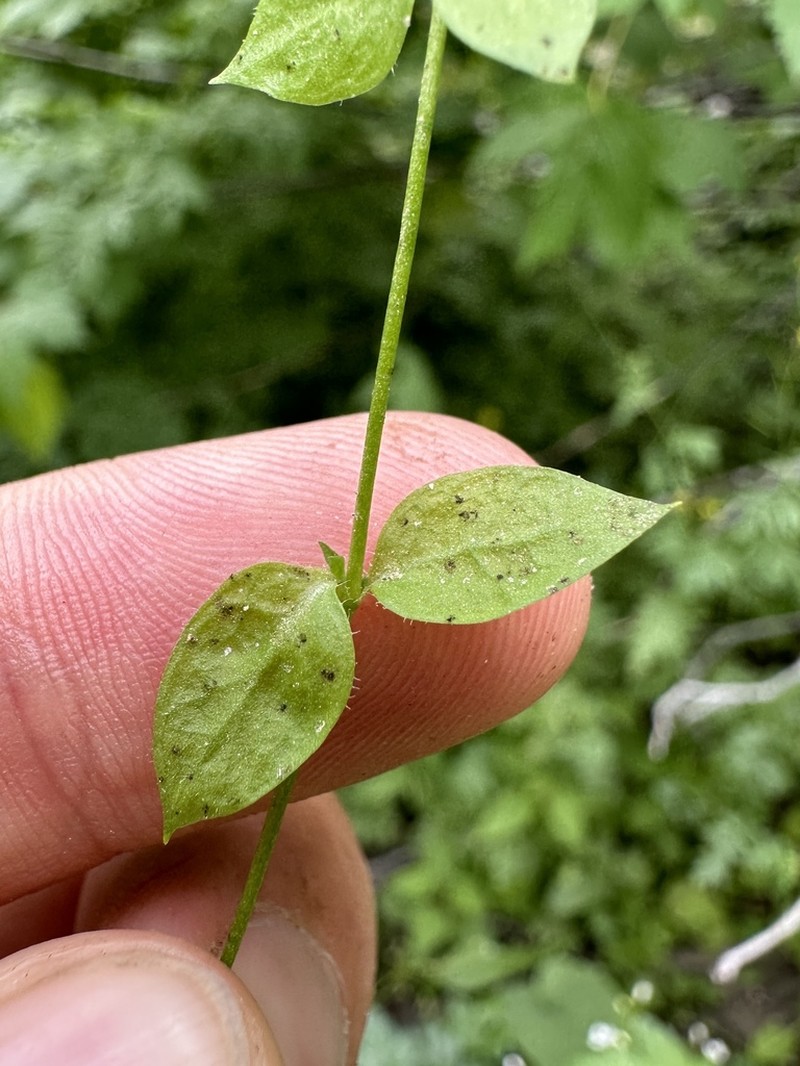 Rocky Mountain Chickweed photo 5