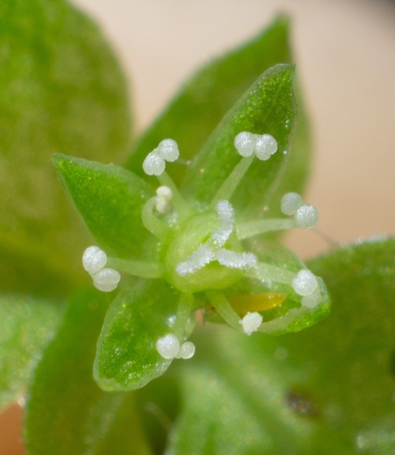 Rocky Mountain Chickweed photo 6