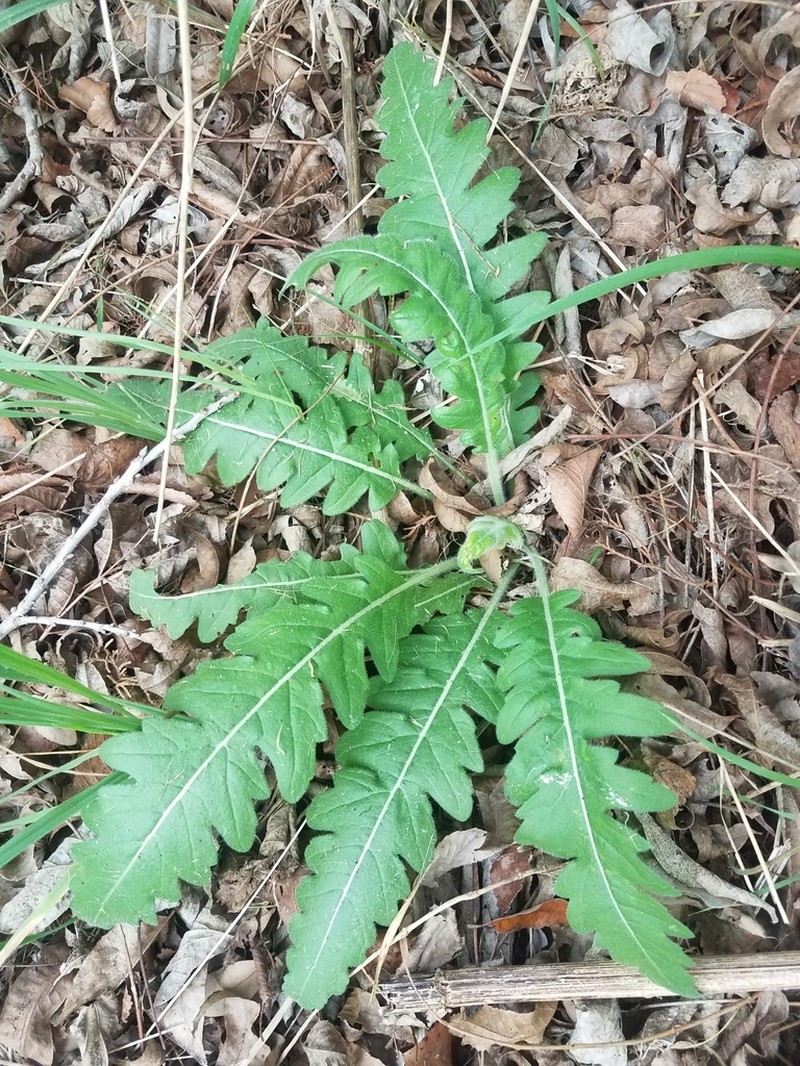 Engelmann's Daisy