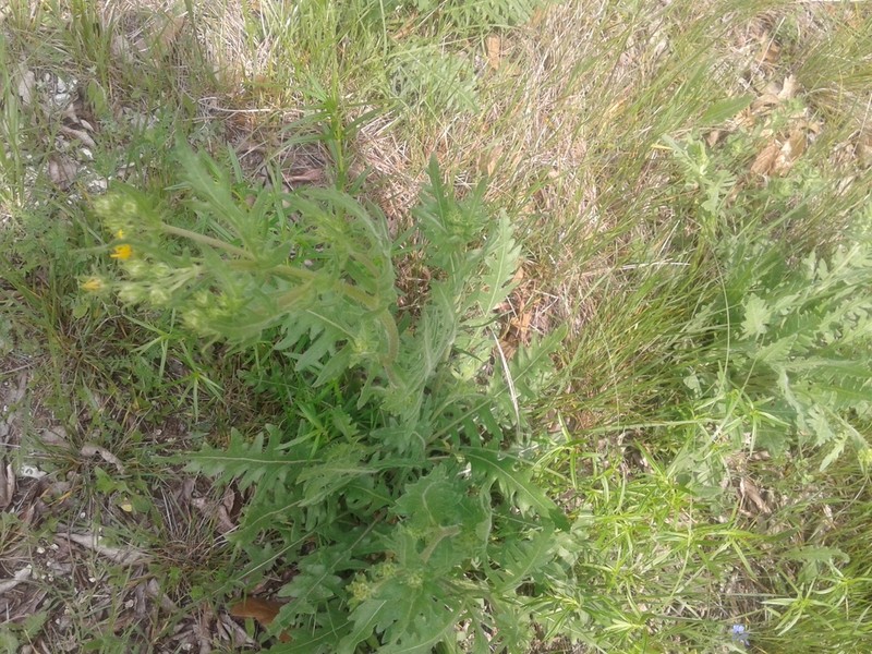 Engelmann's Daisy photo 2