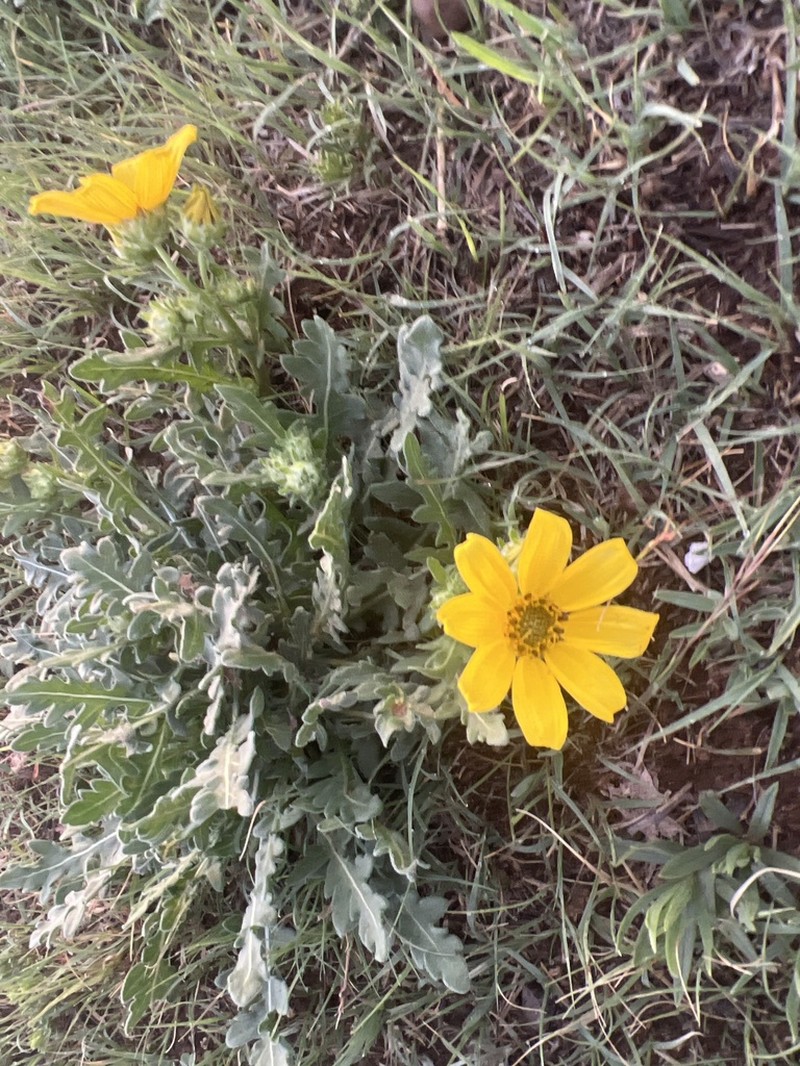 Engelmann's Daisy photo 3