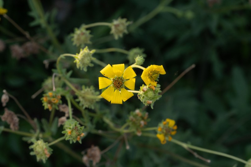 Engelmann's Daisy photo 4