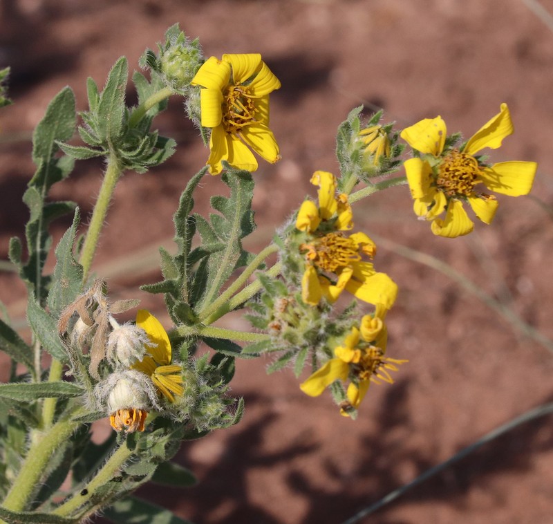 Engelmann's Daisy photo 6