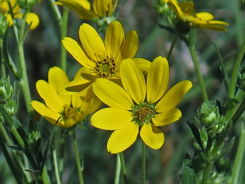 Engelmann's Daisy photo 8