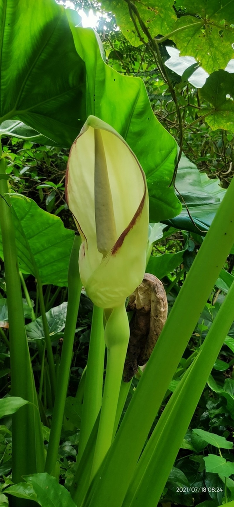 Englerarum montanum