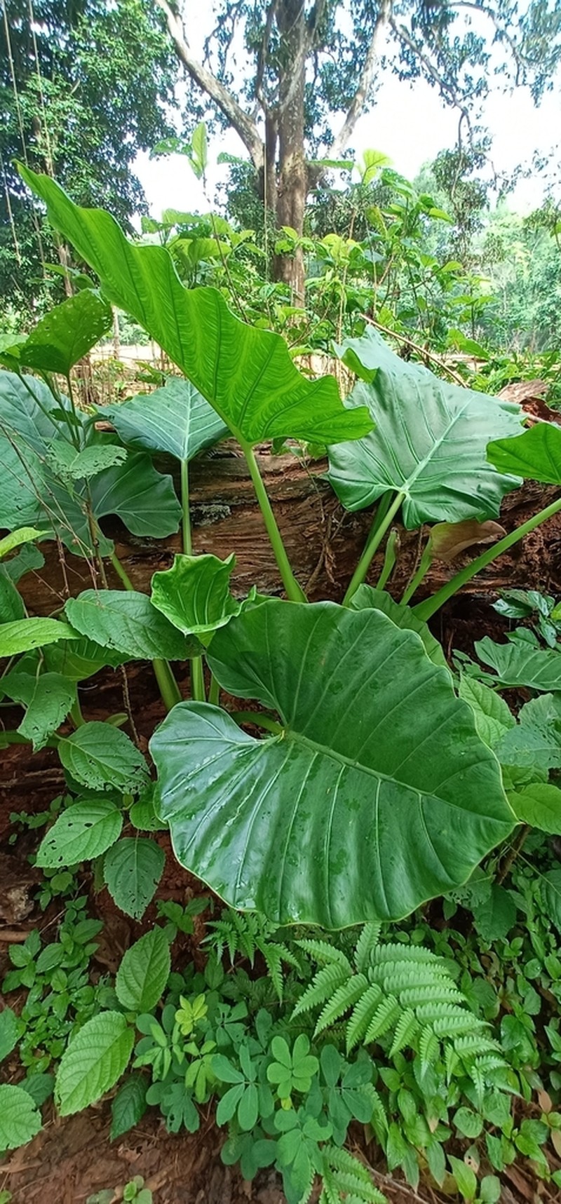 Englerarum montanum photo 2