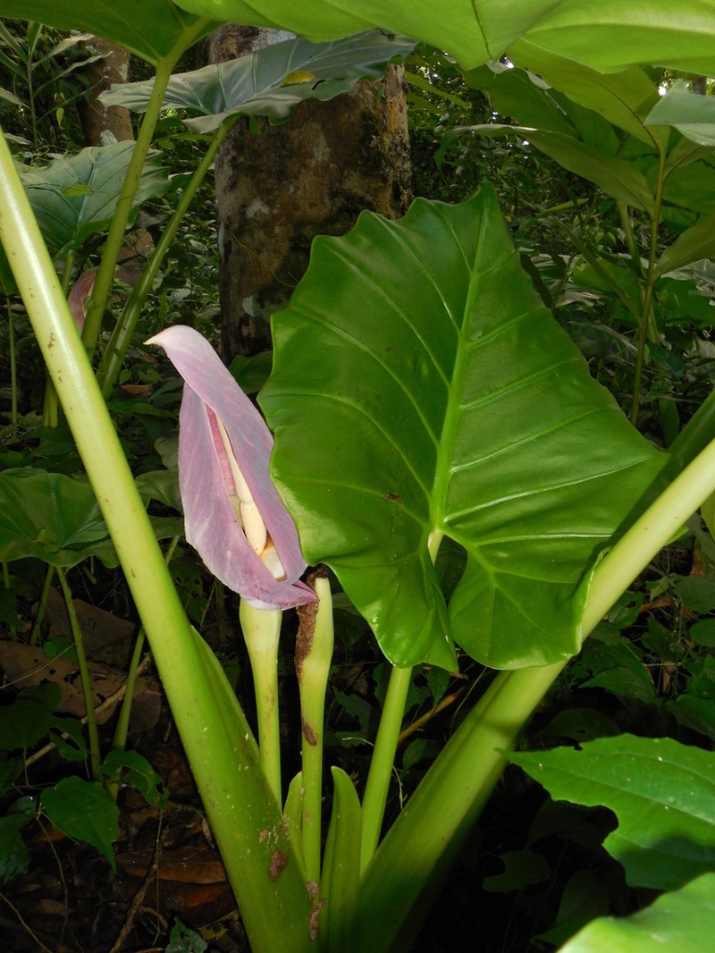 Englerarum montanum photo 3