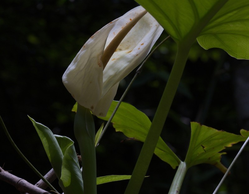 Englerarum montanum photo 4