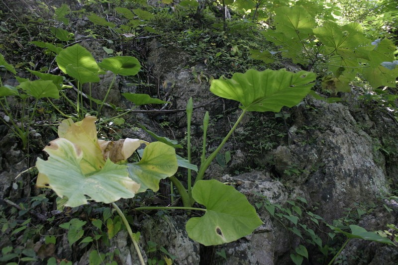 Englerarum montanum photo 5