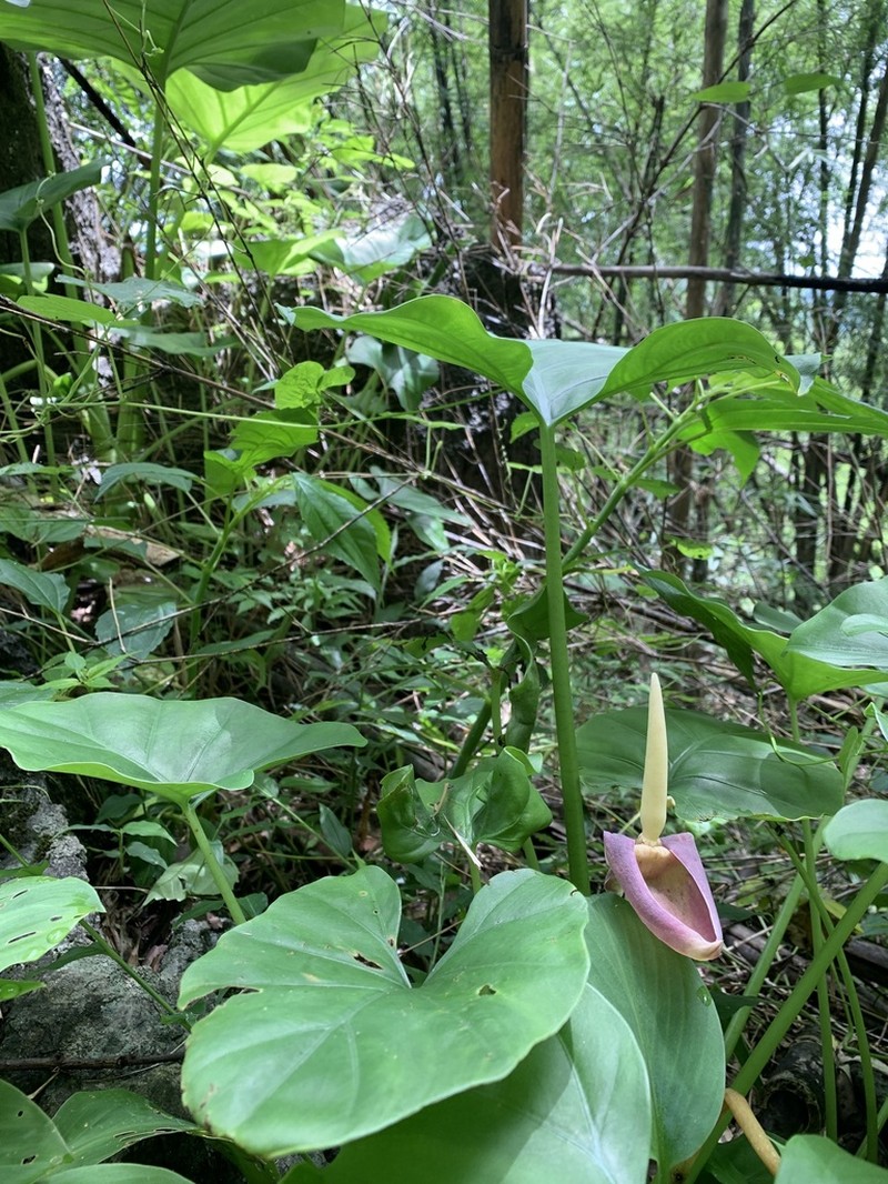Englerarum montanum photo 6