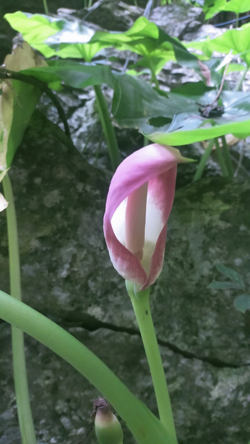 Englerarum montanum photo 8