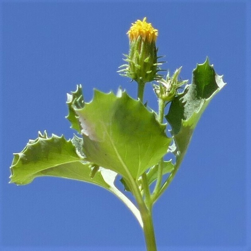 Engleria africana