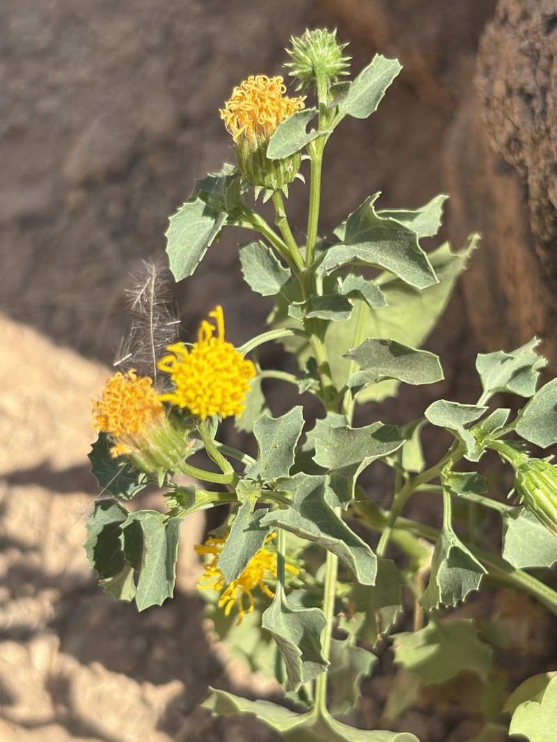 Engleria africana photo 4