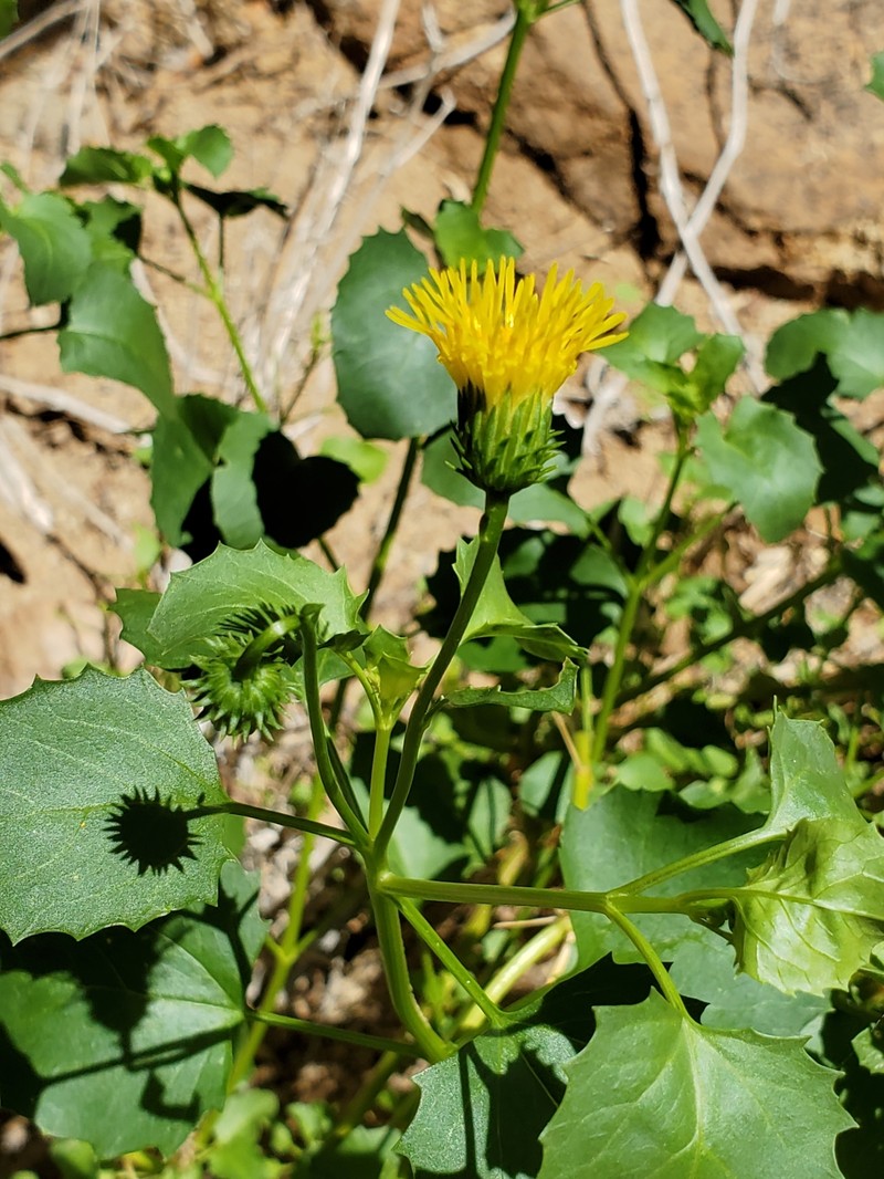 Engleria africana photo 5