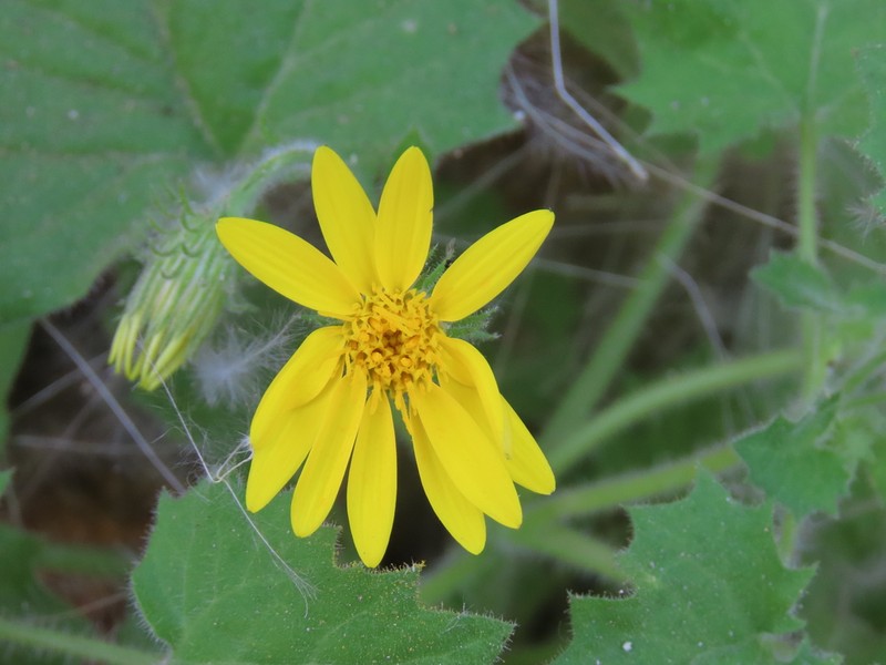 Engleria decumbens