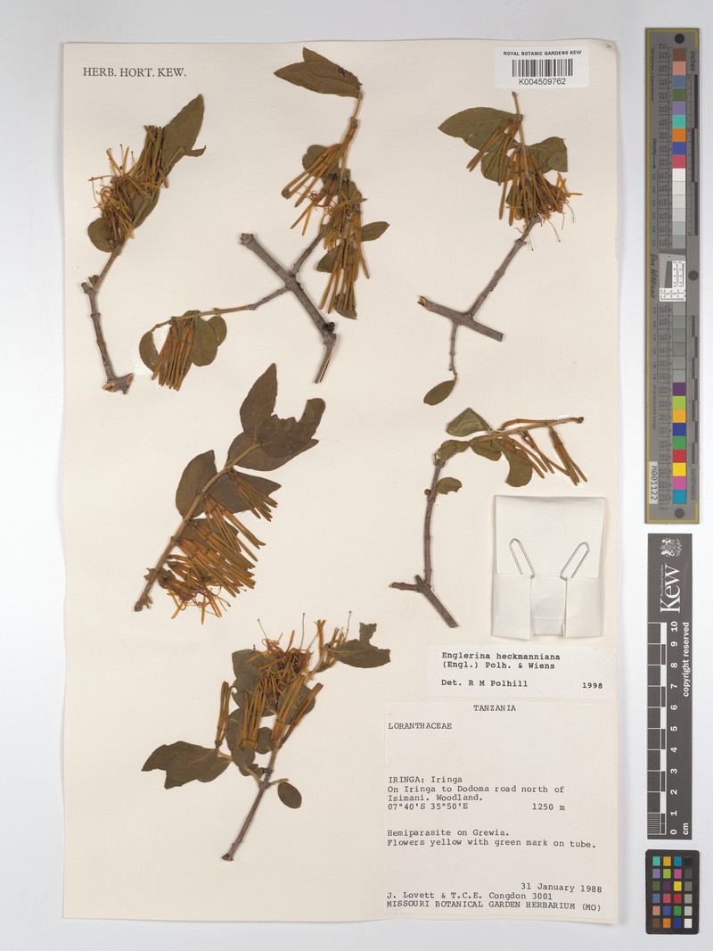 Englerina heckmanniana subsp. heckmanniana