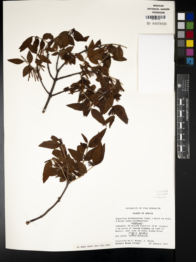 Englerina heckmanniana subsp. heckmanniana photo 2