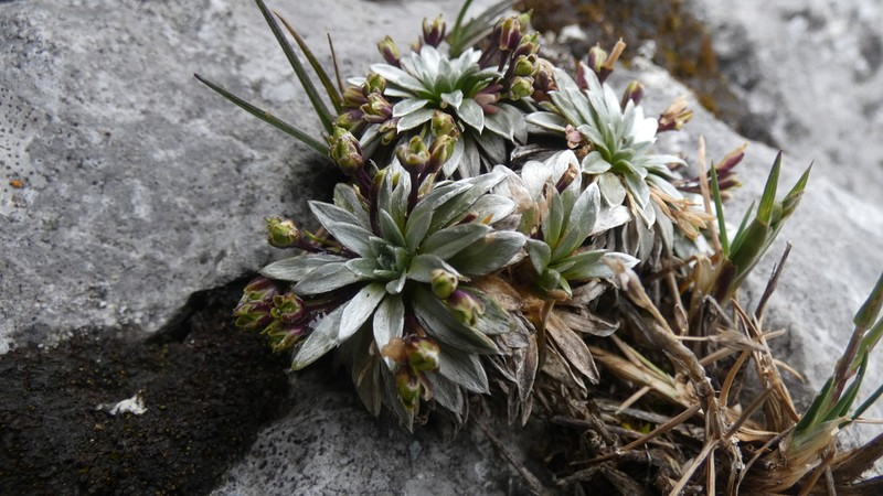 Englerocharis ancashensis