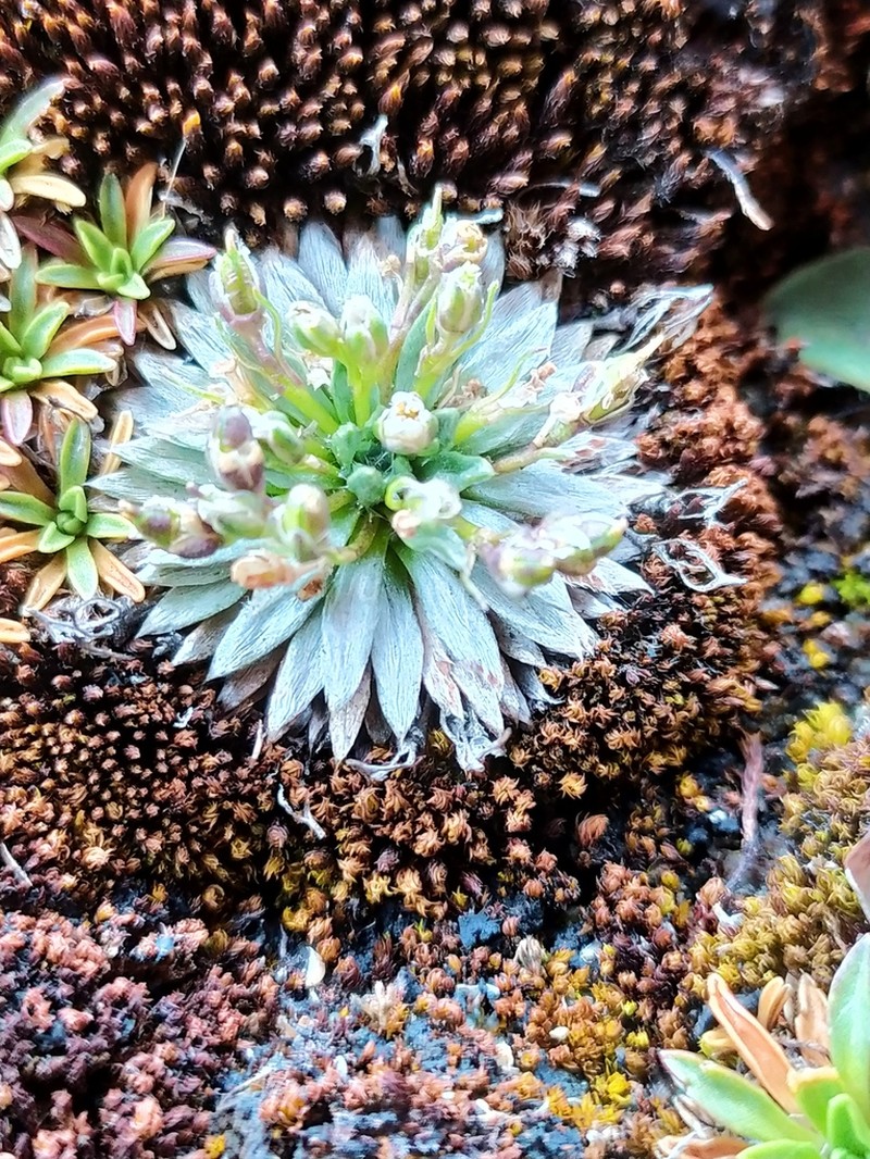 Englerocharis ancashensis photo 2