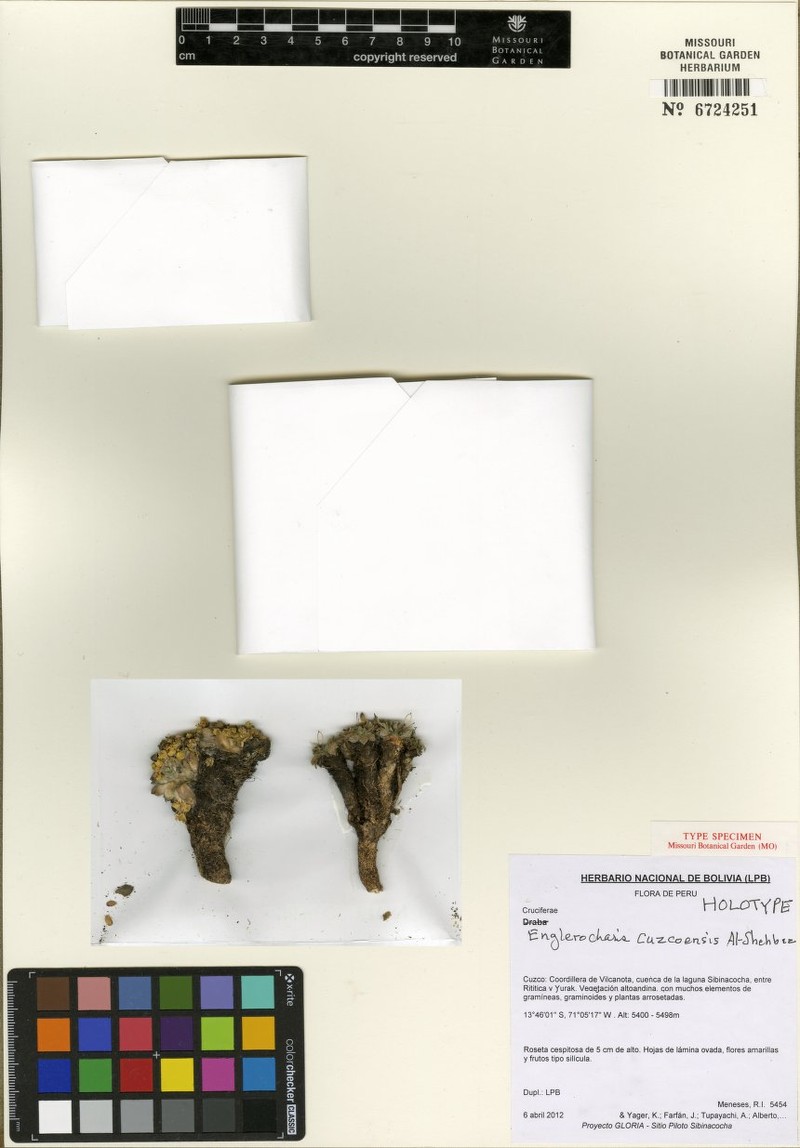 Englerocharis cuzcoensis