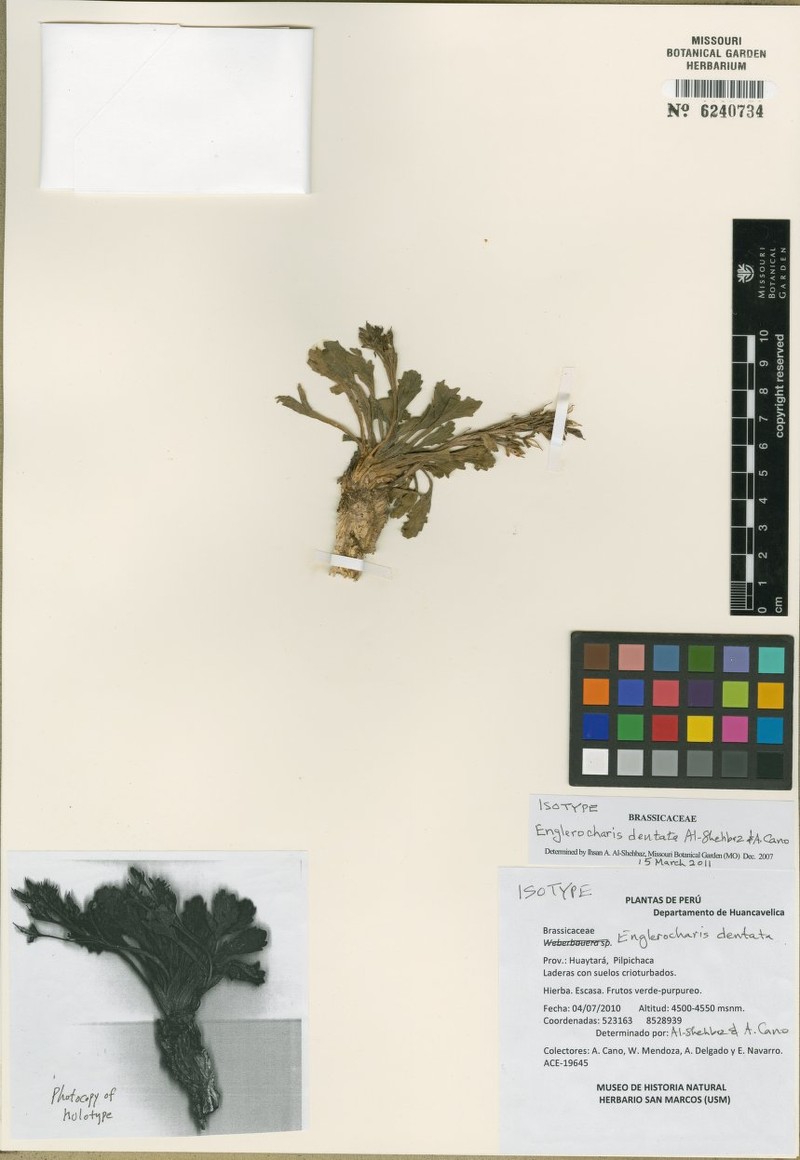 Englerocharis dentata