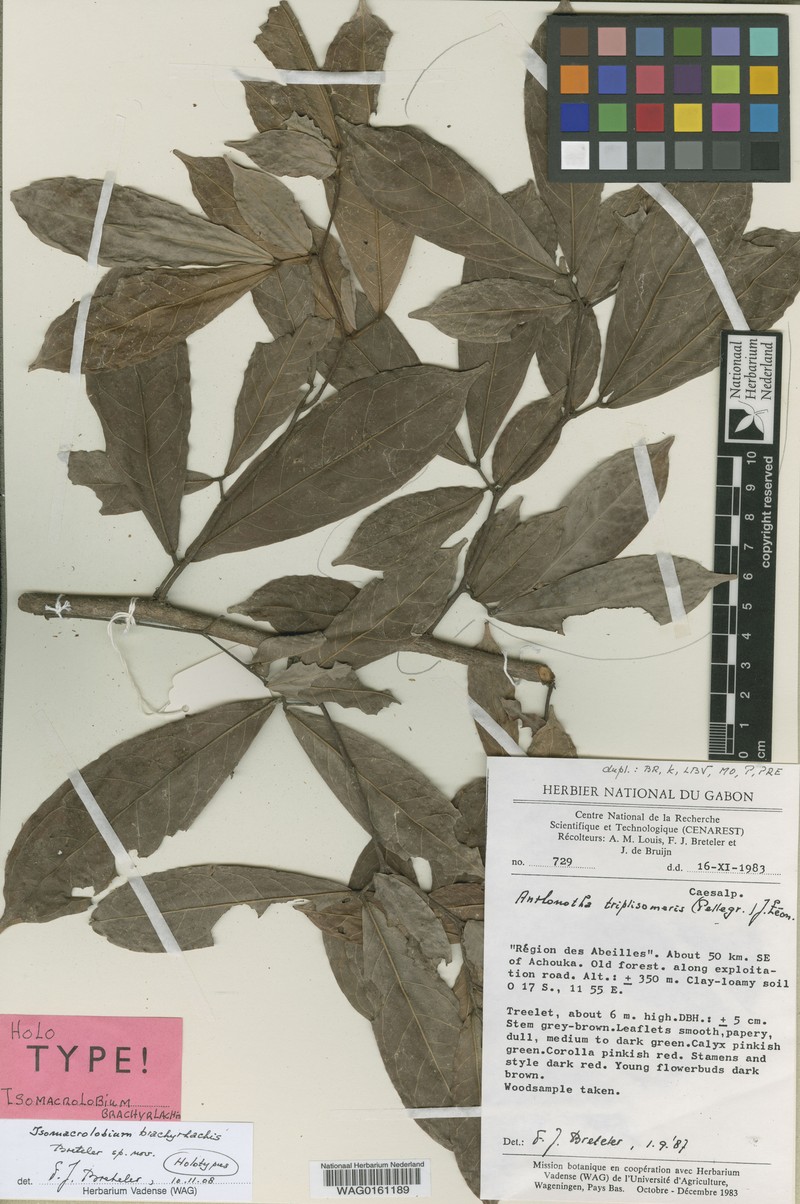 Englerodendron brachyrhachis