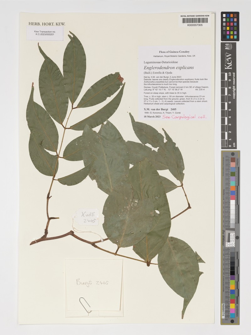 Englerodendron explicans photo 2