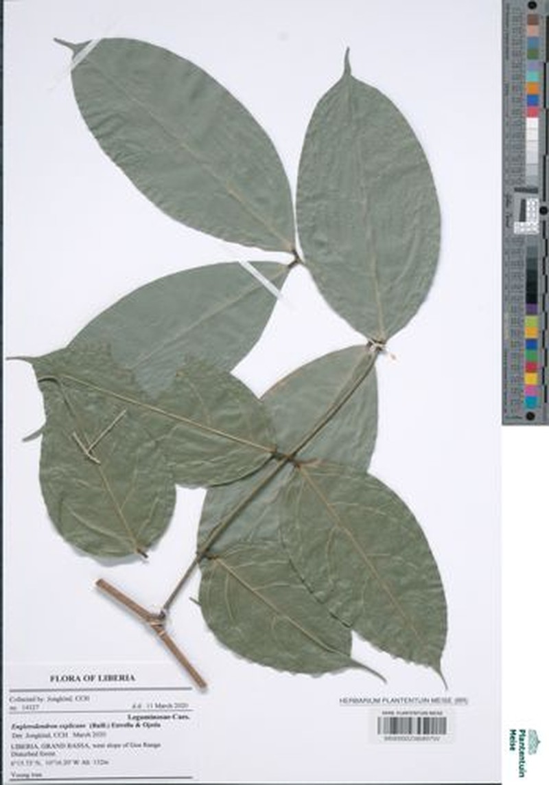 Englerodendron explicans photo 3