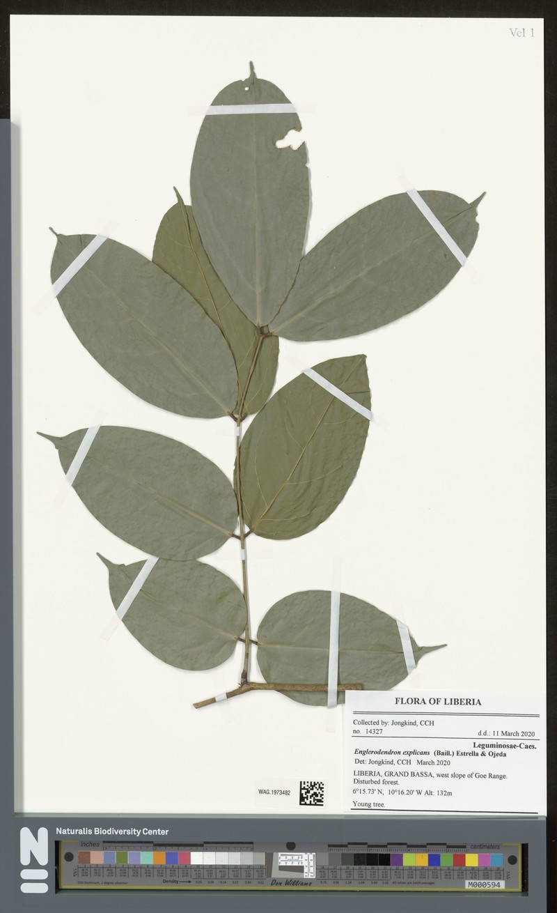 Englerodendron explicans photo 4