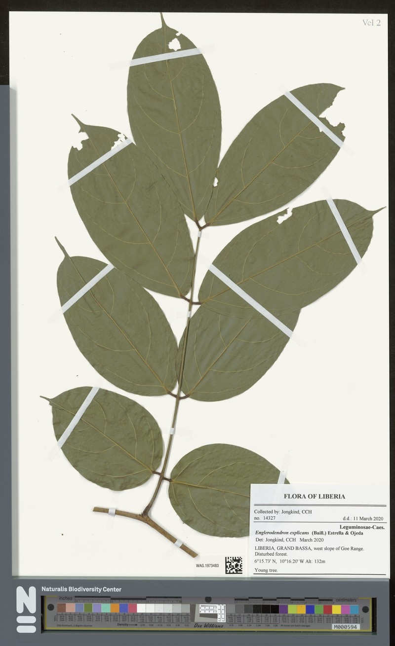 Englerodendron explicans photo 5