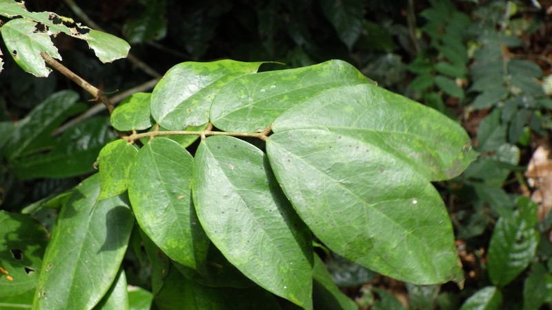 Englerodendron graciliflorum