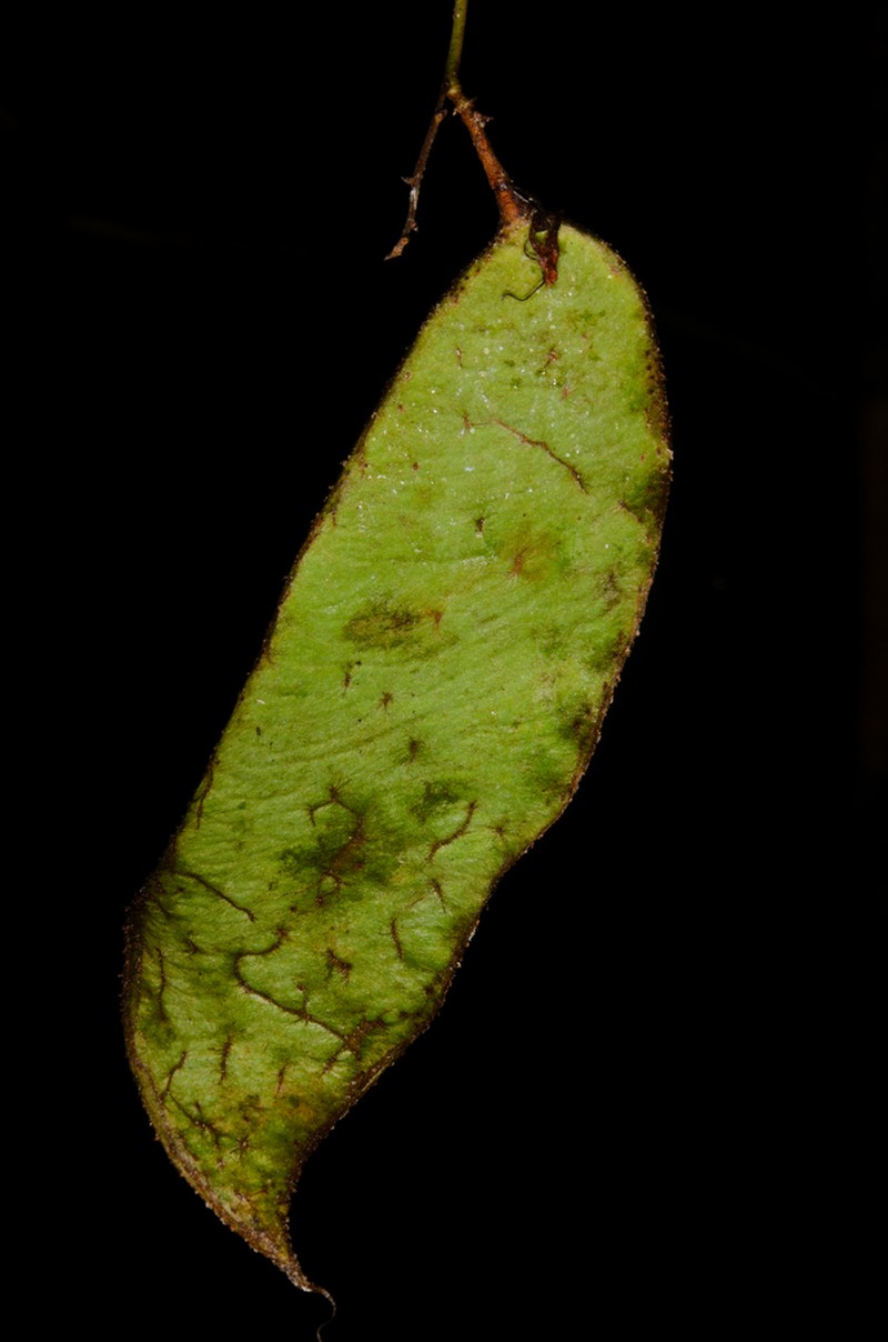 Englerodendron hallei