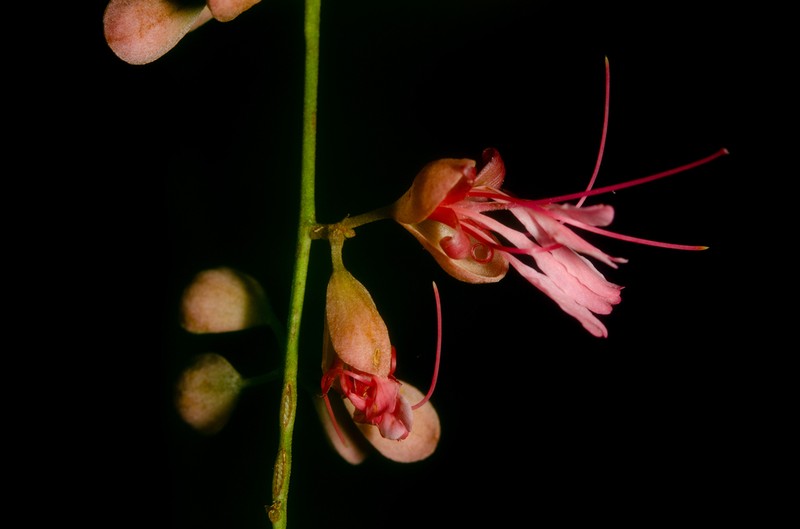 Englerodendron hallei photo 2