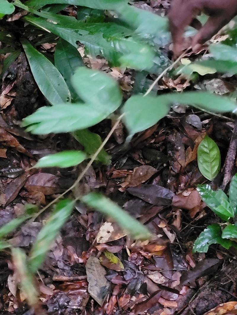 Englerodendron hallei photo 3