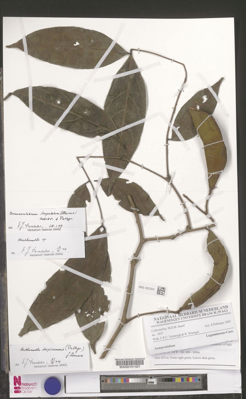 Englerodendron isopetalum