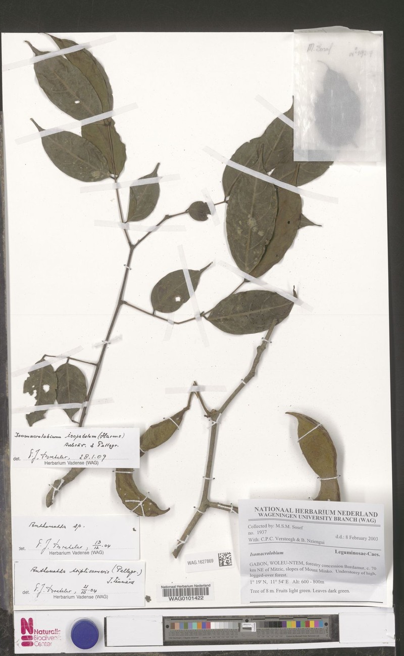Englerodendron isopetalum photo 2