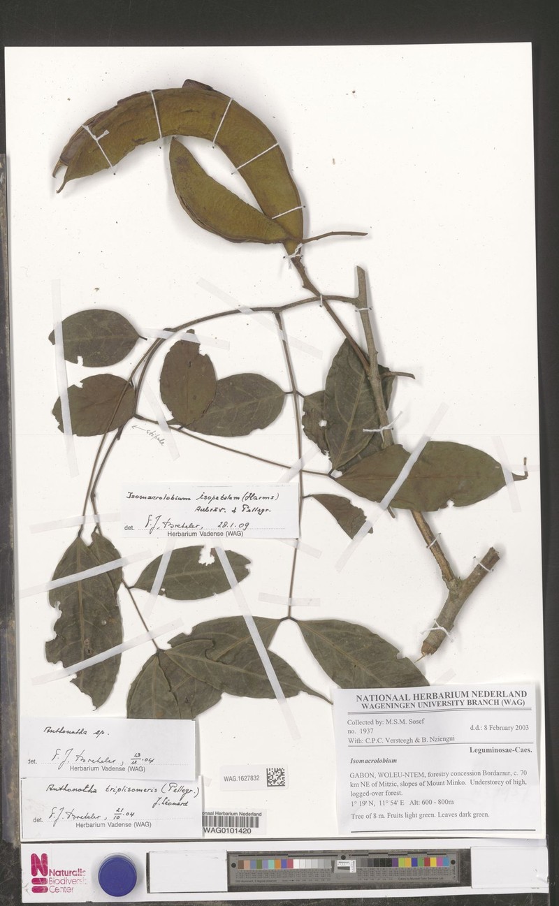 Englerodendron isopetalum photo 3