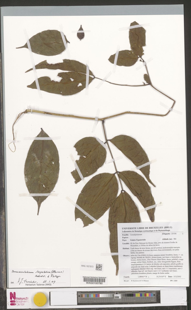 Englerodendron isopetalum photo 4