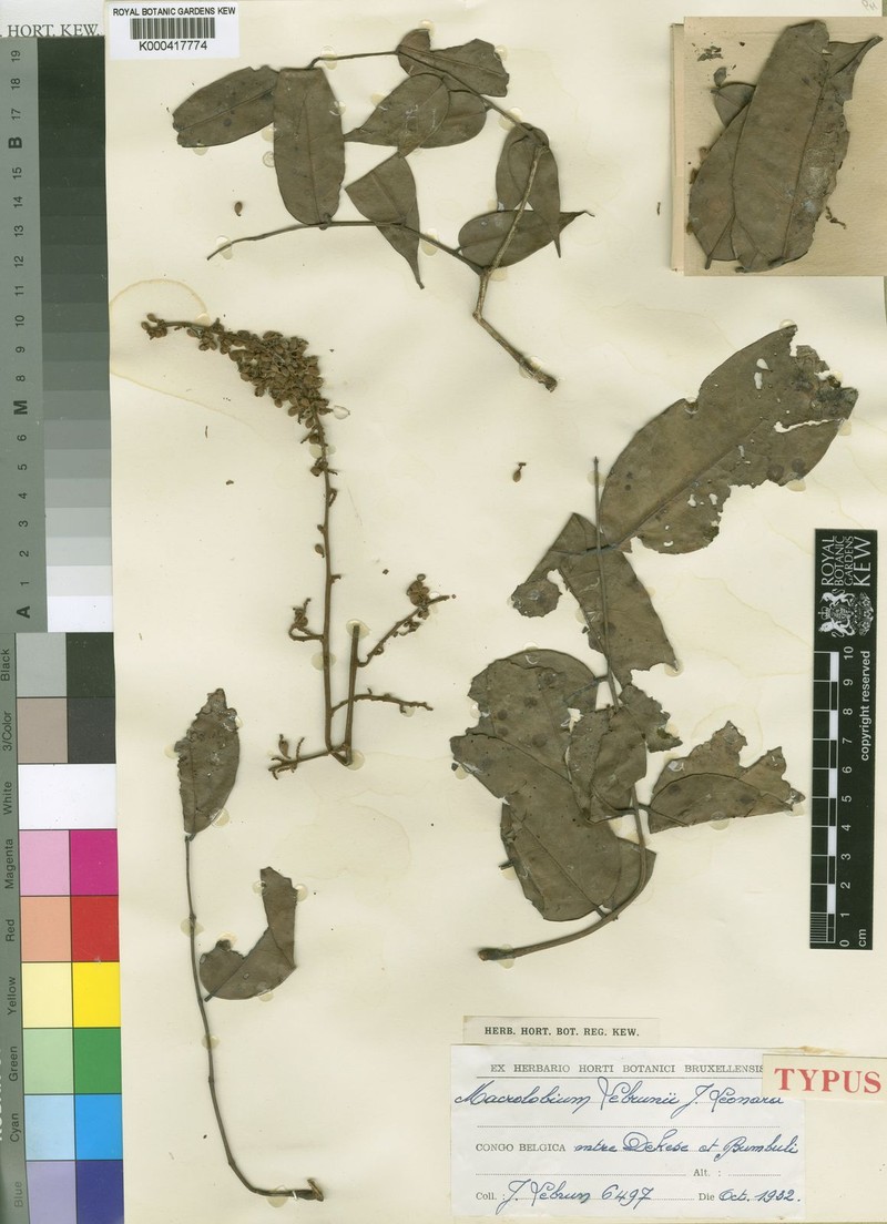 Englerodendron lebrunii