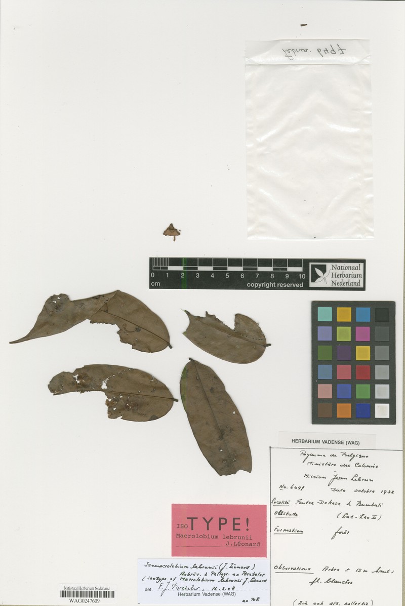 Englerodendron lebrunii photo 2