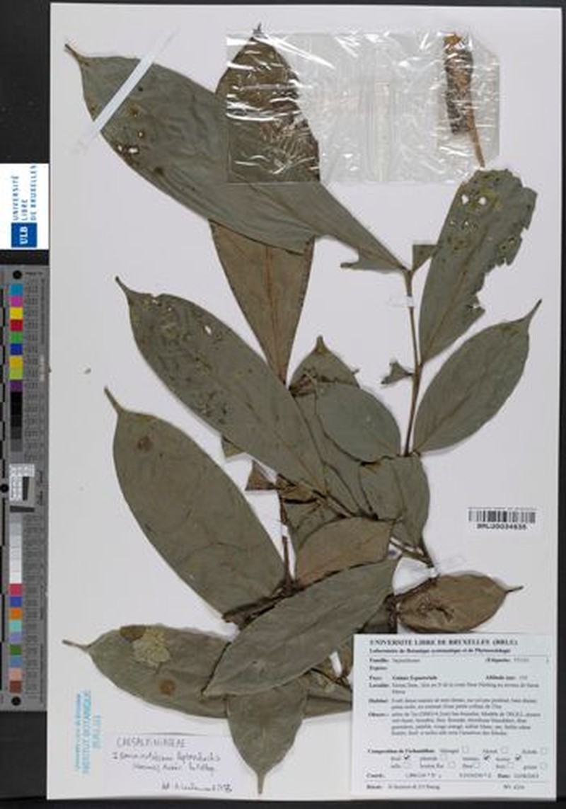 Englerodendron leptorrhachis