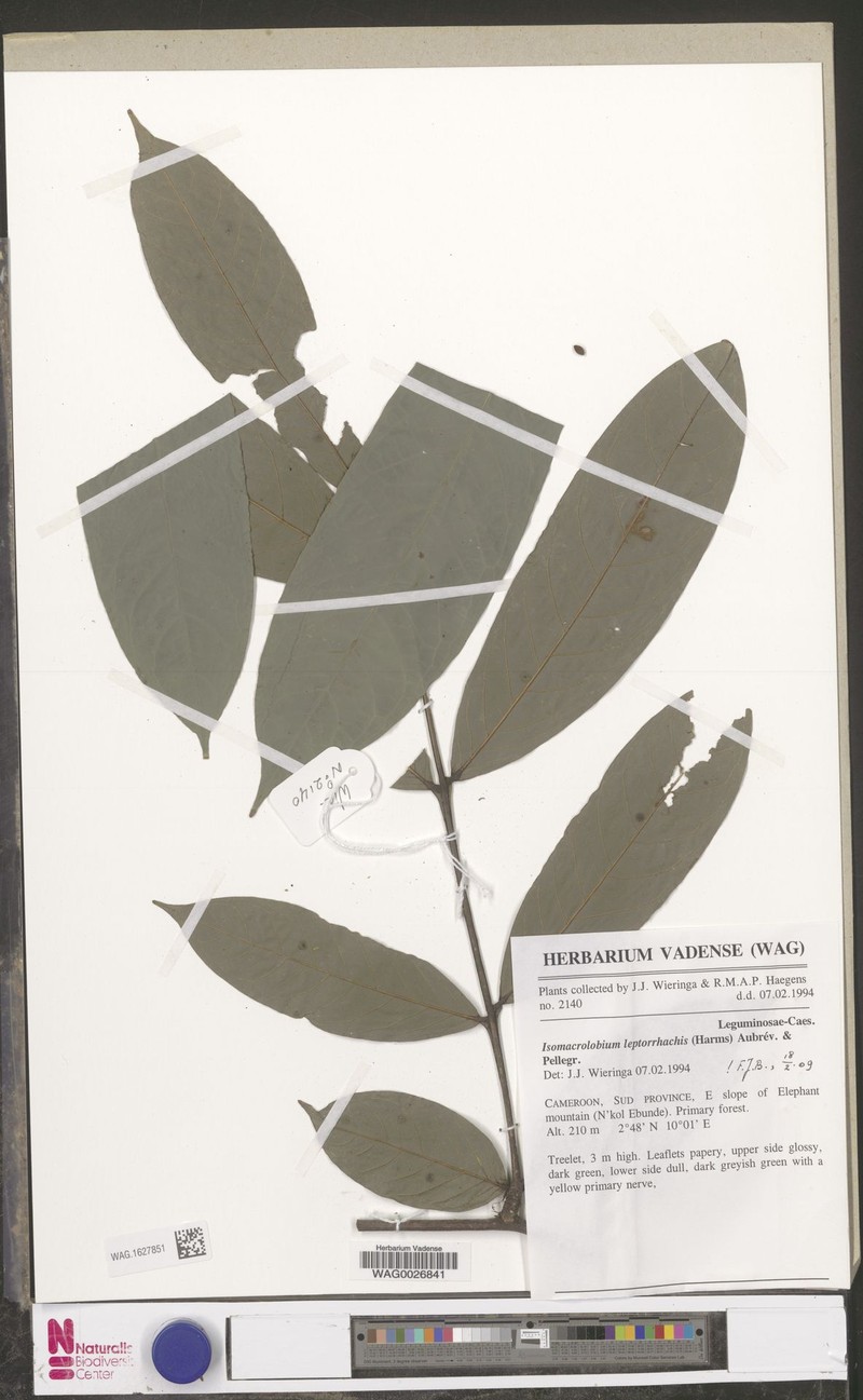 Englerodendron leptorrhachis photo 2