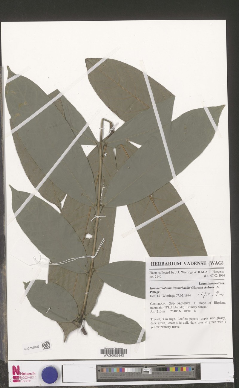 Englerodendron leptorrhachis photo 3