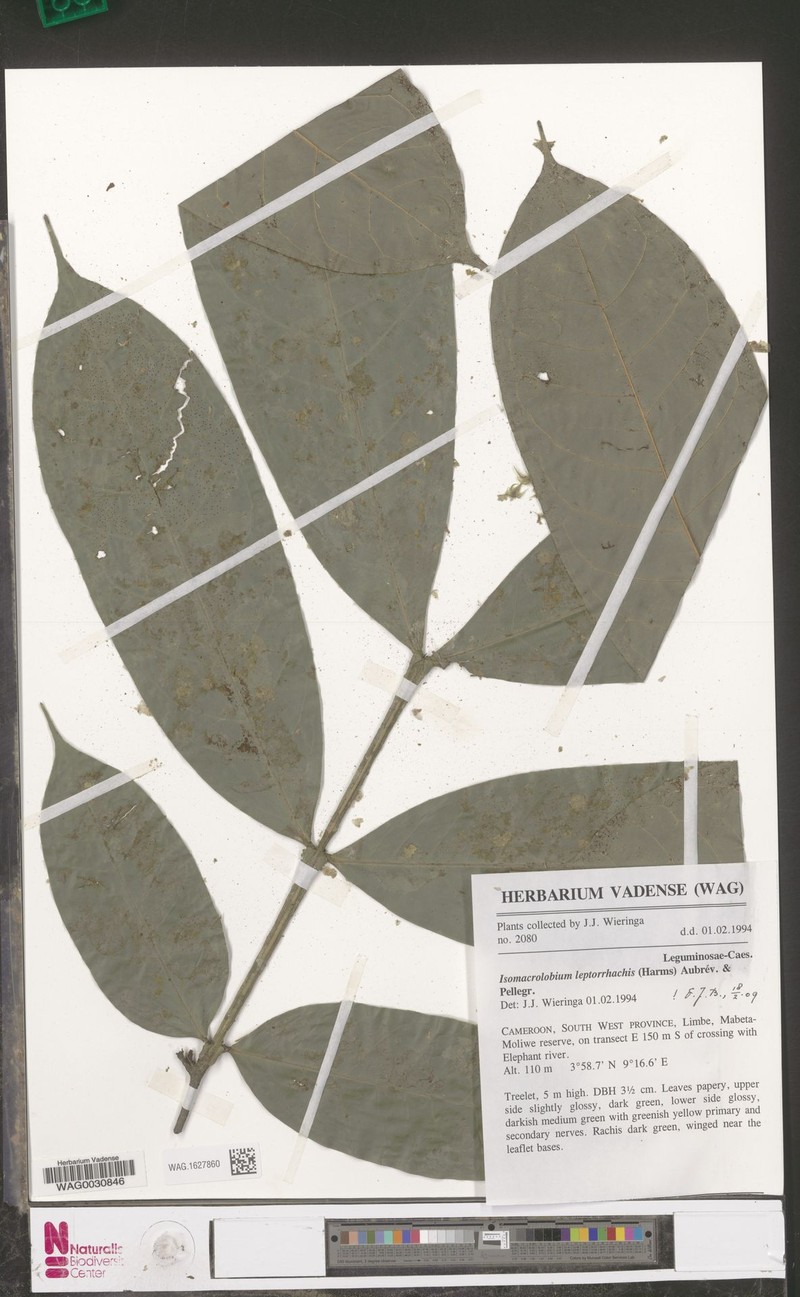 Englerodendron leptorrhachis photo 4