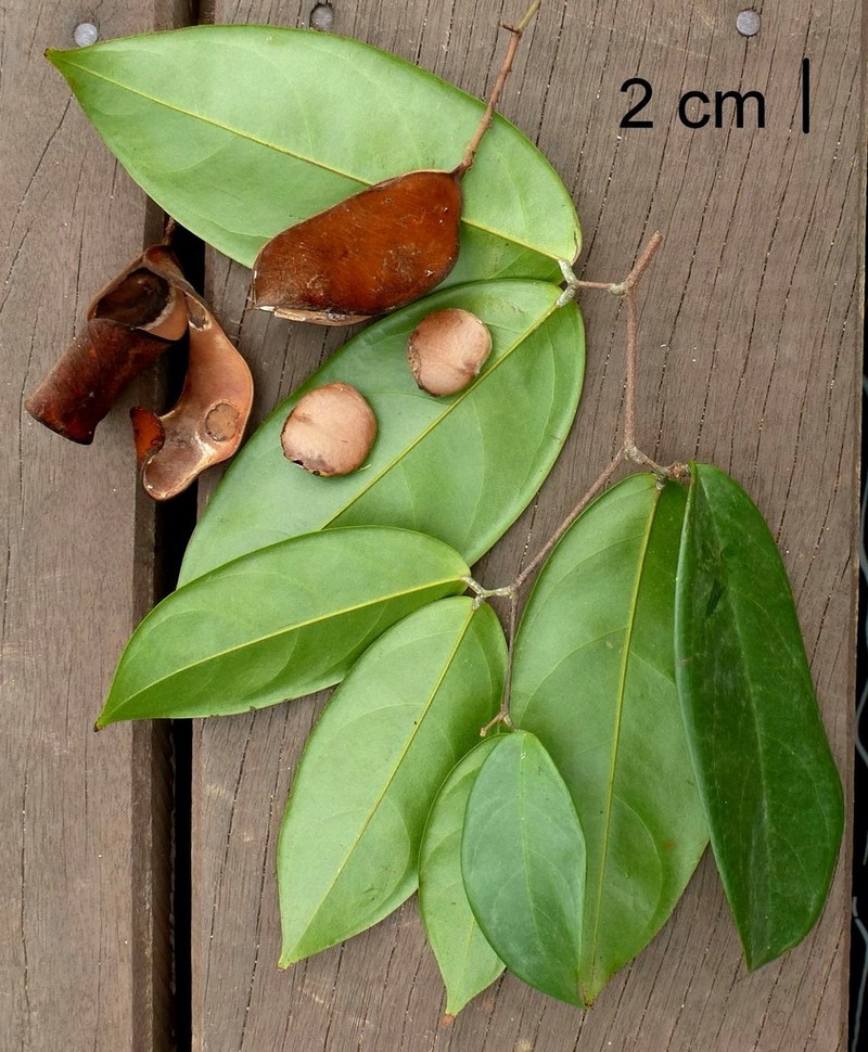 Englerodendron libassum