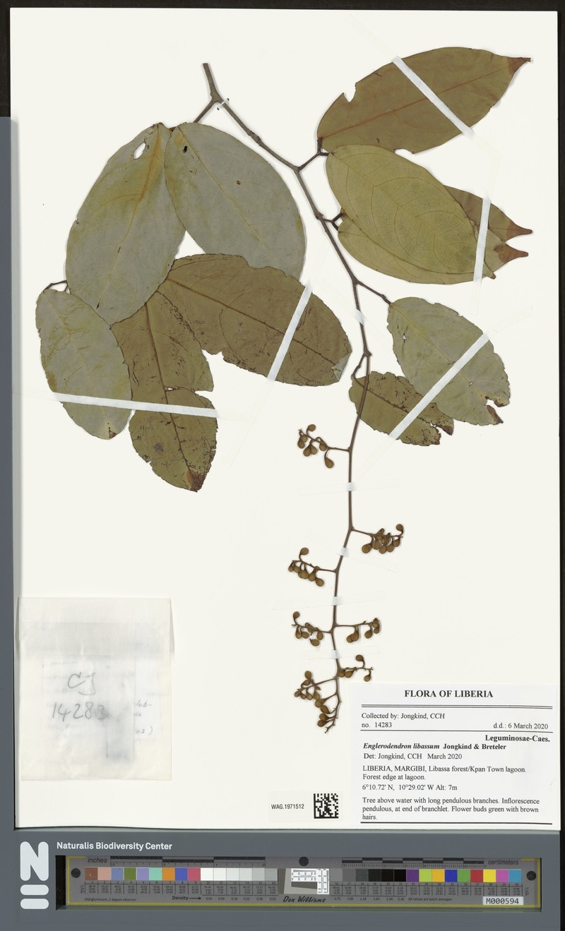 Englerodendron libassum photo 2