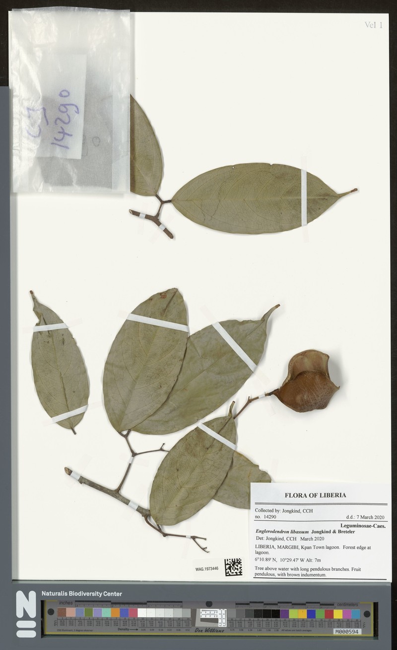 Englerodendron libassum photo 3